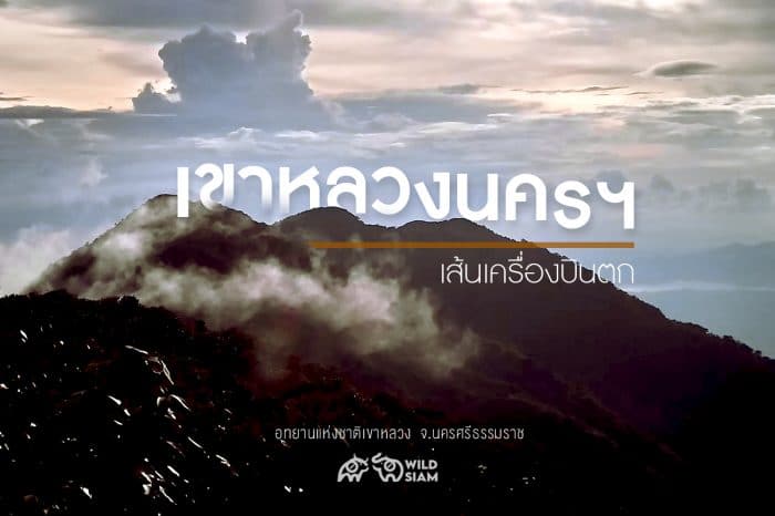 Trekking – ป่าใต้